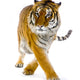 Standing Tiger Wall Decal