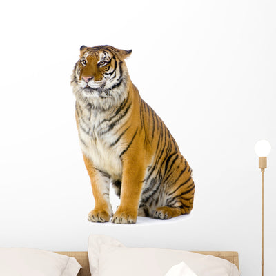 Sitting Tiger Wall Decal shown on a wall