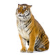 Sitting Tiger Wall Decal
