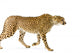 Walking Adult Cheetah Wall Decal