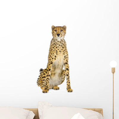 Seated Adult Cheetah Wall Decal shown on a wall