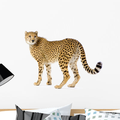 Cheetah Standing Adult Wall Decal shown on a wall