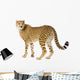 Cheetah standing adult Wall Decal