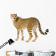 Cheetah standing adult Wall Decal