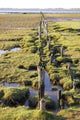 Eider Field Wall Decal