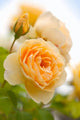 yellow romantic roses in garden Wall Mural