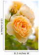 yellow romantic roses in garden Wall Mural
