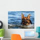 German Shepherd Water