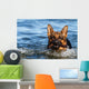 German Shepherd Water