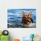 German Shepherd Water
