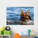 German Shepherd Water