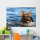 German Shepherd Water