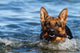 German Shepherd Water