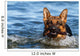 German Shepherd Water
