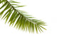 Green palm leaf isolated on white background Wall Decal