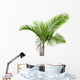 Palm Tree White