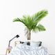 Palm Tree White