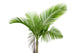 Palm Tree White