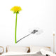 Young dandelion with shade of the old dandelion Wall Decal