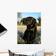 Black Dog Wall Mural