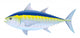 Bluefin Tuna Wall Decal