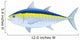 Bluefin Tuna Wall Decal