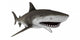 The Shark 5 Wall Decal