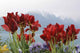 Tulips and Poppies Sky Wall Decal