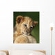 Lion Cub