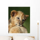 Lion Cub