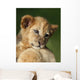 Lion Cub