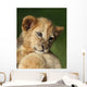 Lion Cub