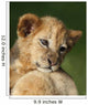 Lion Cub
