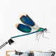 Dragonfly isolated on white Wall Decal