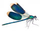Dragonfly isolated on white Wall Decal