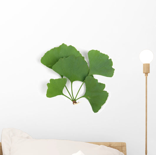 ginkgo leaf Wall Decal