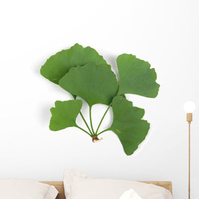 Ginkgo Leaf Wall Decal shown on a wall