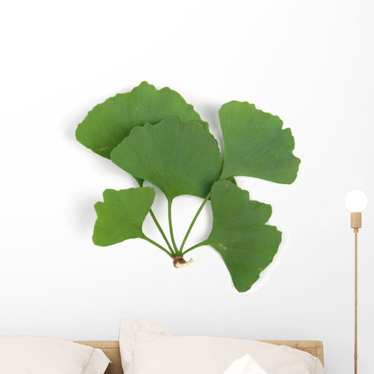 ginkgo leaf Wall Decal