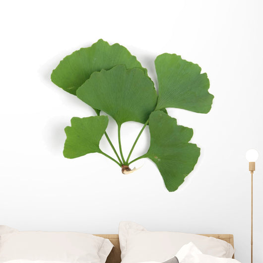 ginkgo leaf Wall Decal