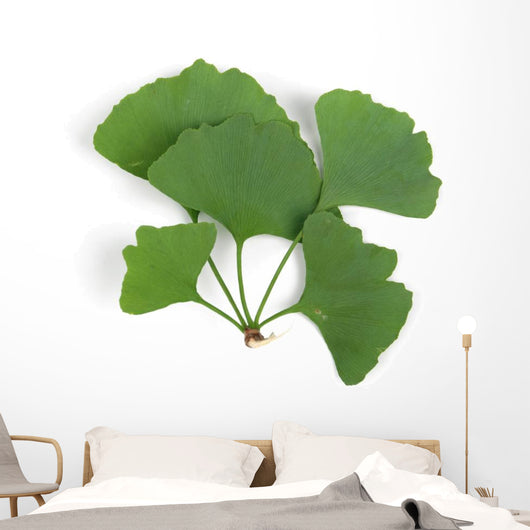ginkgo leaf Wall Decal