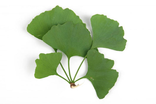 ginkgo leaf Wall Decal
