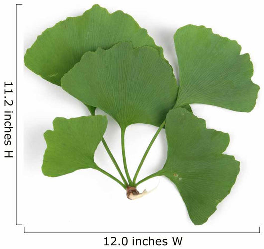 ginkgo leaf Wall Decal