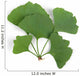 ginkgo leaf Wall Decal