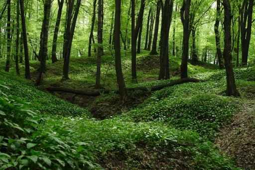 Forest Wall Decal Design 3