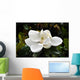Flower Murals - Magnolia Wall Mural