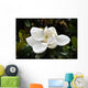 Flower Murals - Magnolia Wall Mural