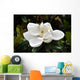 Flower Murals - Magnolia Wall Mural