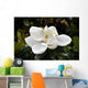 Flower Murals - Magnolia Wall Mural