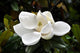 Flower Murals - Magnolia Wall Mural