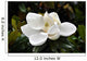 Flower Murals - Magnolia Wall Mural